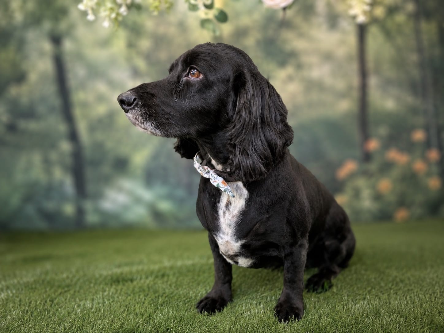 A freshly groomed black cocker spaniel sitting in a soft garden setting