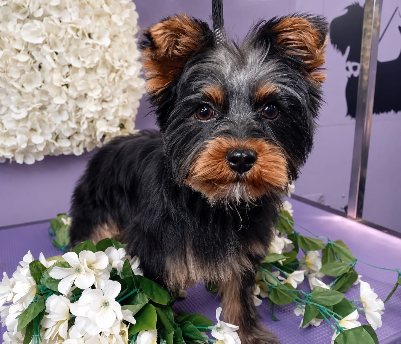 A calm Yorkshire terrier puppy on a grooming table with flowers